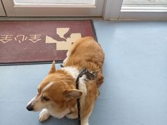 -全心全意动物诊疗中心医院(北苑店)