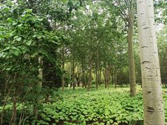 -森林公园(尖草坪区)