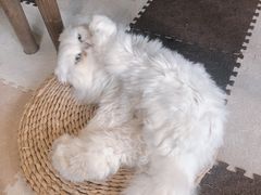 -猫猫幼稚园·撸猫·桌游·电玩