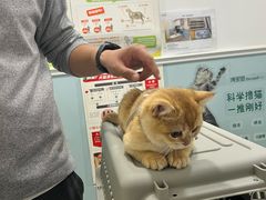 -纳吉亚猫专科动物医院·北北分院