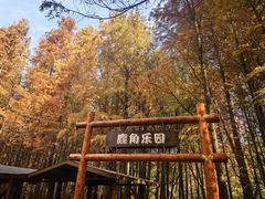 -溱湖国家湿地公园