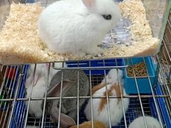 -万商花鸟市场