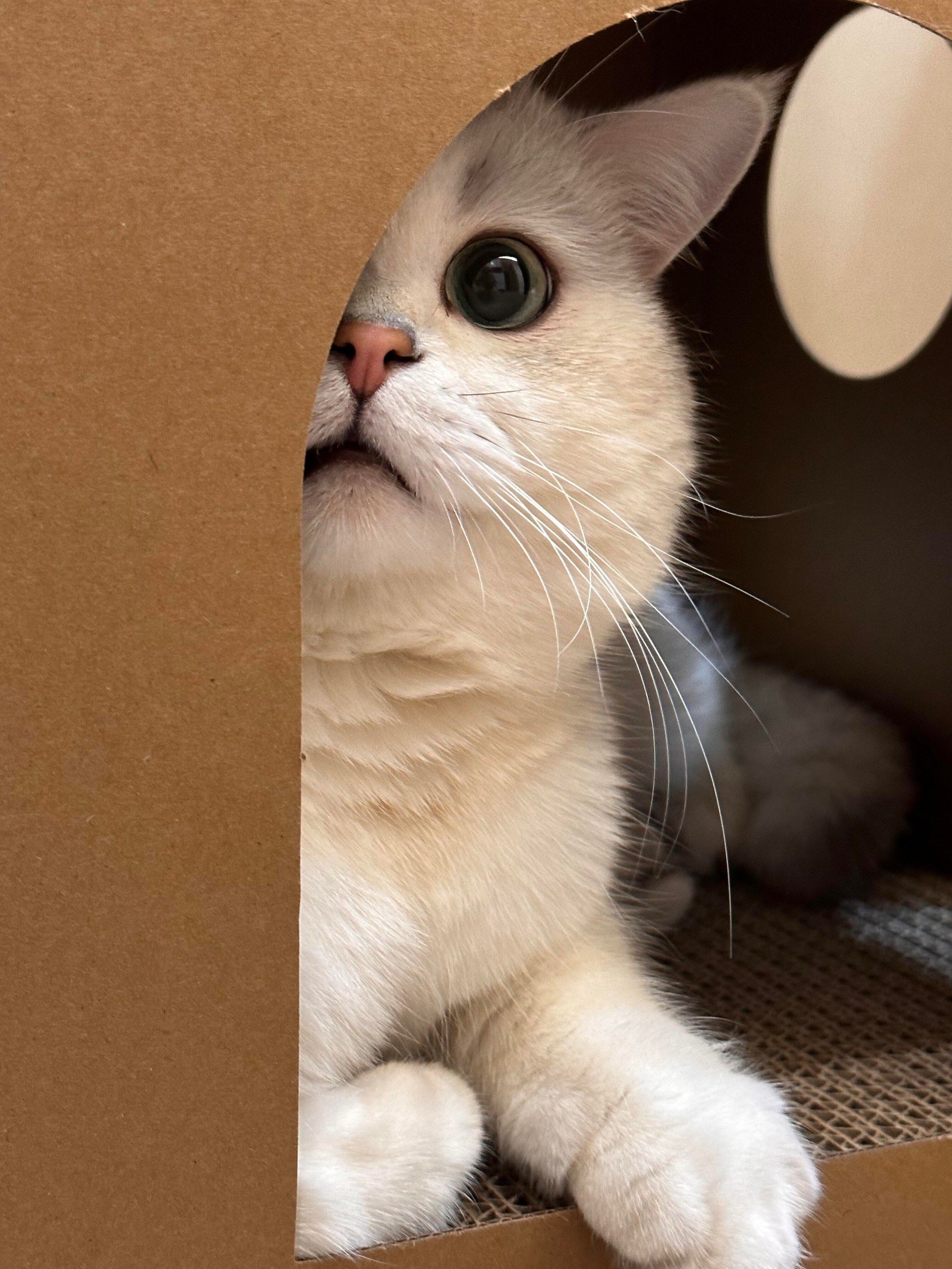 银渐层真是天下第一可爱的猫猫!