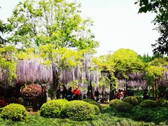 -嘉定紫藤园