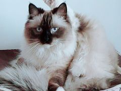 -猫大福·Fortune Cat猫舍(百子湾店)