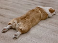 -浣熊柯尔鸭土拨鼠·电玩咖