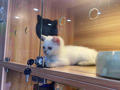 -喵百万·布偶·蓝金金渐层英短·猫舍(百子湾店)