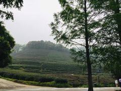 -西湖风景区十里琅珰-五云山