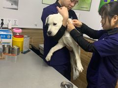 -爱侣宠医·鹦鹉专科·小型哺乳类·异宠专科(灵石路店)