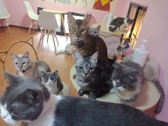 -李小姐の猫咖啡馆(五角场店)
