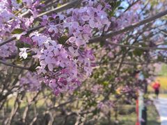 -群力丁香公园