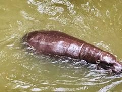 -清迈夜间动物园