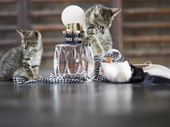 -MIU MIU(上海商城店)