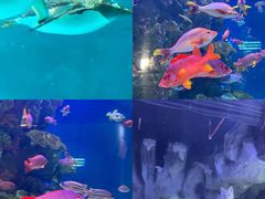 -正佳极地海洋世界
