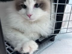 -纳吉亚猫专科动物医院博雅分院