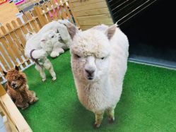 -萌宠亲子动物乐园(槐房万达店)