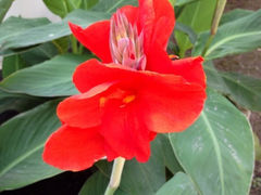 花-锦绣公园