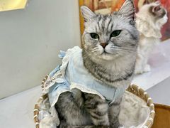 -共舞时光猫咖·狗咖(新街口店)