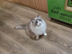 -MOCHA明星猫咖(田子坊店)