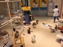 -momokira米努特·德文卷毛猫·棉花面纱犬