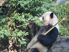 -成都动物园