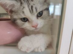 -lincat·猫舍(广州店)