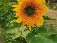 -亚龙湾国际玫瑰谷