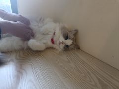 -滚猫咖啡·猫咖·猫友好撸猫(未来城店)