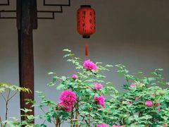 -上海醉白池公园