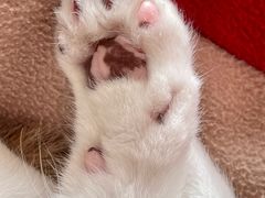 -爱侣宠医·鹦鹉专科·小型哺乳类·异宠专科(灵石路店)