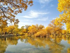 -金塔沙漠胡杨林景区