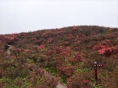 -大围山国家森林公园