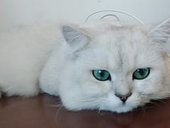 -宠颐生中康贝怡动物医院