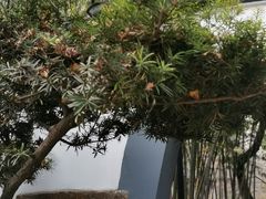 -狼山风景名胜区