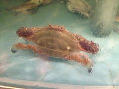 -松兰山海景大酒店·海鲜中餐厅