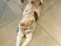 -藏猫猫咖啡主题馆(中央大道店)