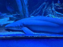 -太平洋海底世界