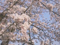 -天王浮山樱花园
