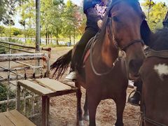 -上海海湾国家森林公园