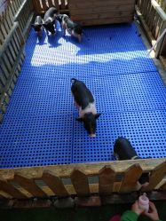 -萌宠亲子动物乐园(槐房万达店)