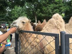 -长白岛森林公园