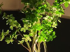 -芸鲜季·云南野生菌餐厅· 云南风物味研社(闵行店)