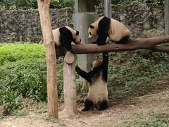 -都江堰中华大熊猫苑