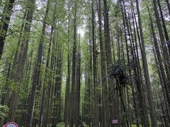 -武陵山森林公园