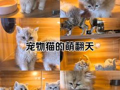 -猫十亿·布偶金渐层·曼基康矮脚猫舍(青年路店)