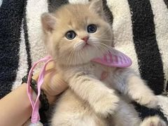 -猫十亿·布偶金渐层·曼基康矮脚猫舍(青年路店)