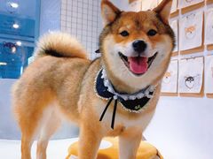 -柴务处·柴犬主题狗咖