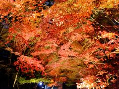 -醍醐寺