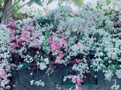 -深圳国际园林花卉博览园