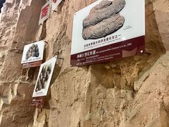 -中国西峡恐龙遗迹园